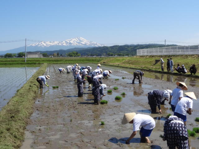 田植え