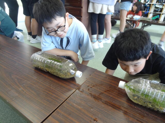 メダカの学習