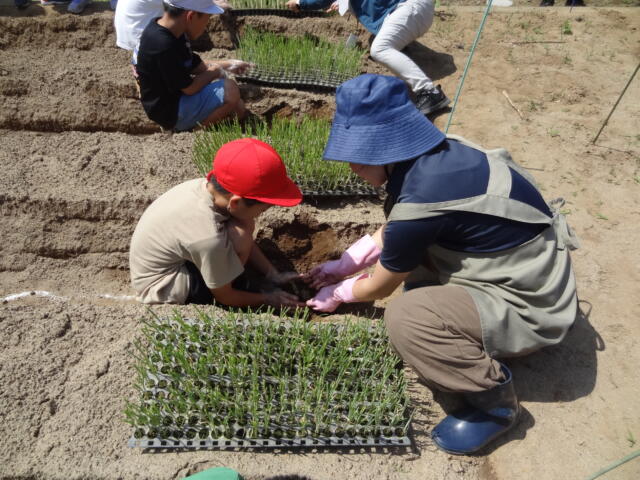 学習発表会と赤ネギ植え