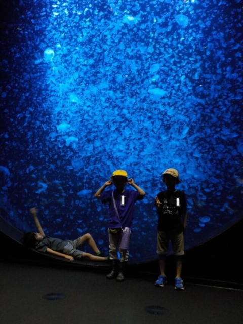 加茂水族館見学