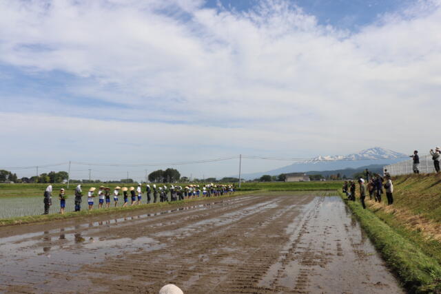 ５年　田植え