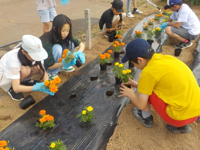 児童会　花の苗植え