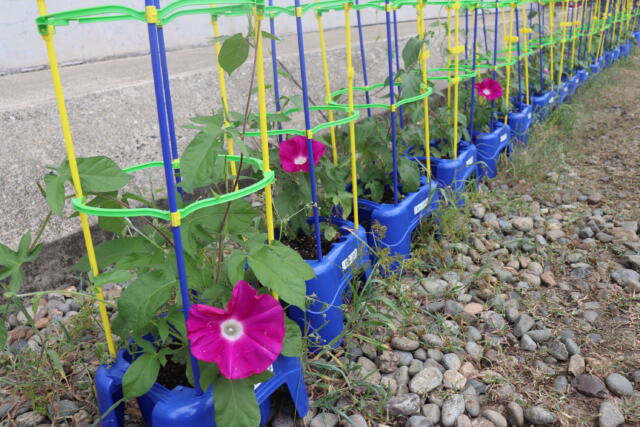 校庭の草花